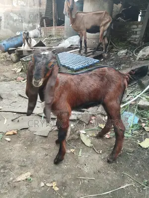 Goat kid for sale