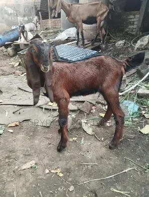 Goat kid for sale