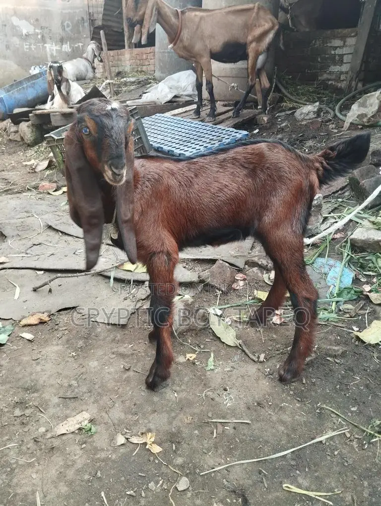 Goat kid for sale