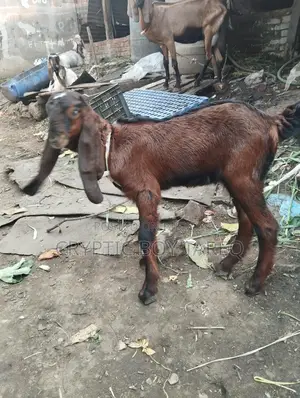 Goat kid for sale
