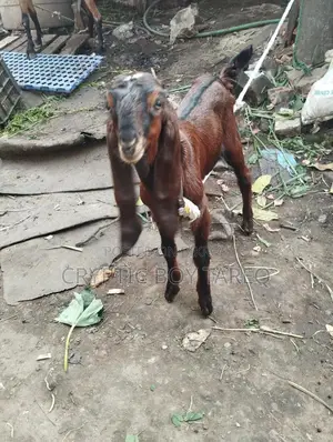 Goat kid for sale