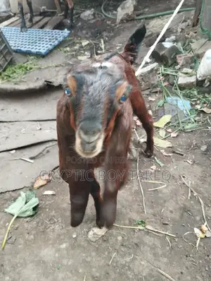 Goat kid for sale