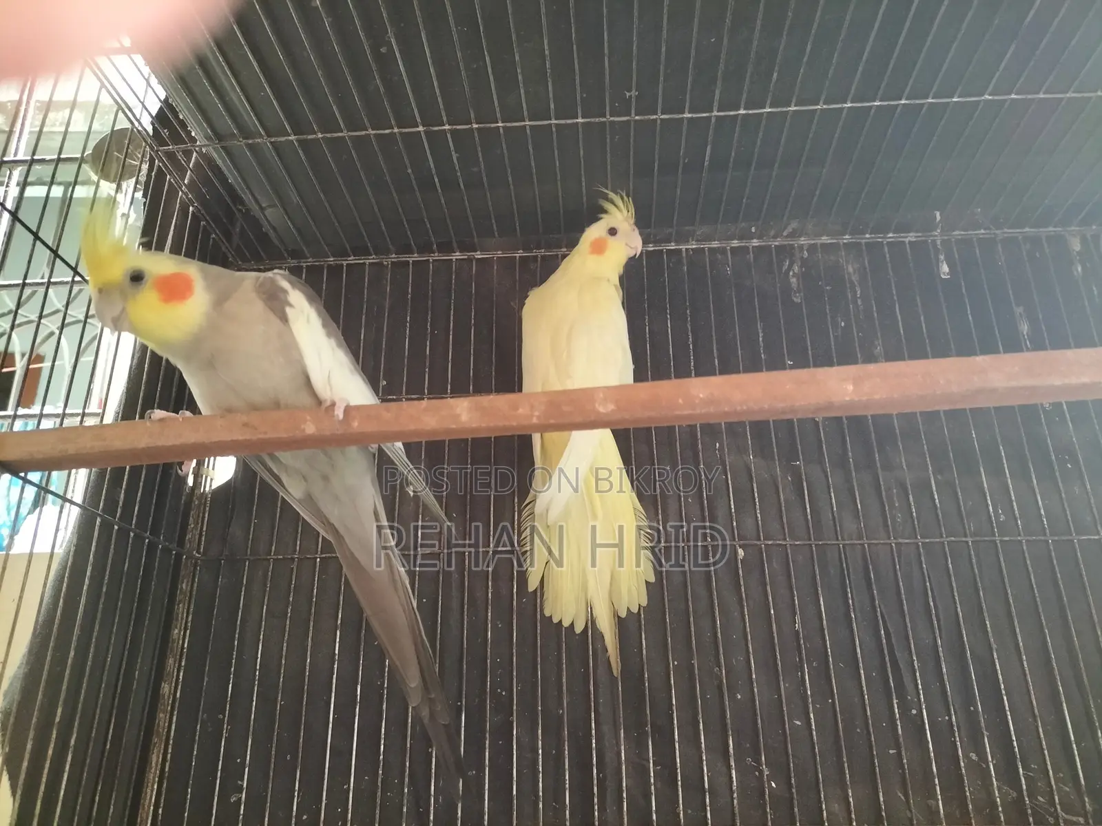 সেল হবে রানিং পেয়ার