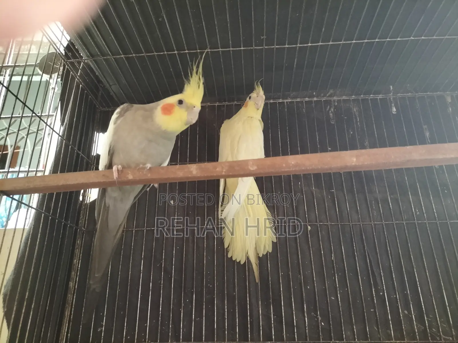 সেল হবে রানিং পেয়ার