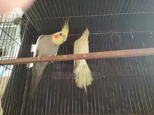 সেল হবে রানিং পেয়ার