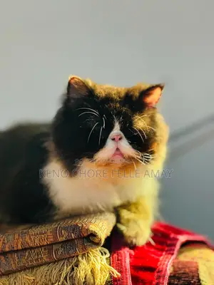 এক্সোটিক মেল ফিমেল
