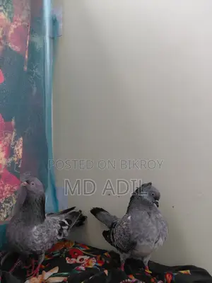 রানিং কবুতর