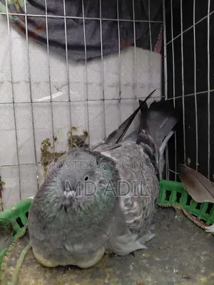 রানিং কবুতর