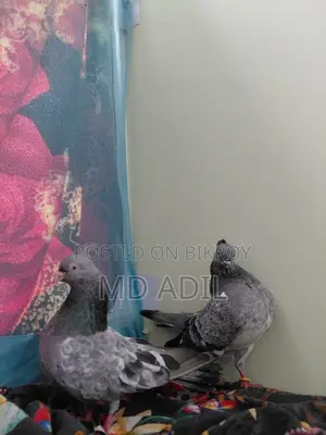 রানিং কবুতর