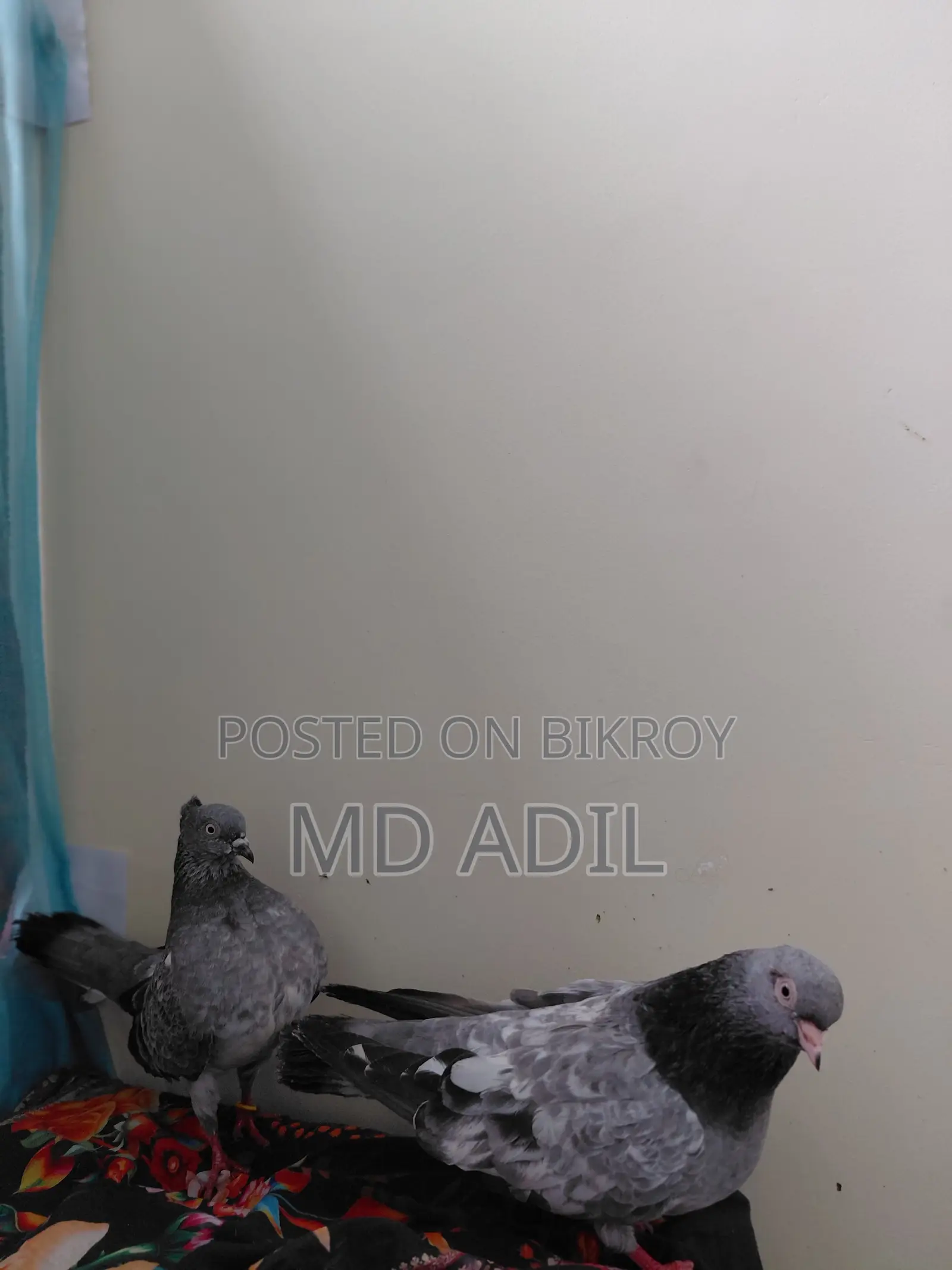 রানিং কবুতর