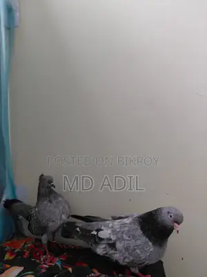 রানিং কবুতর