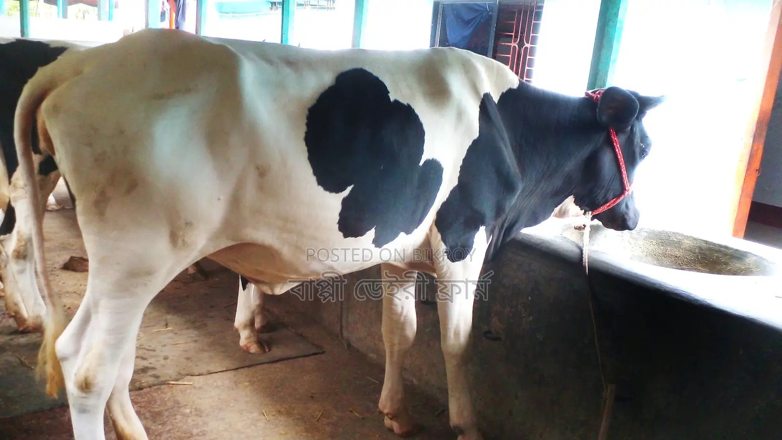 High-Quality Heifer No. 1023
