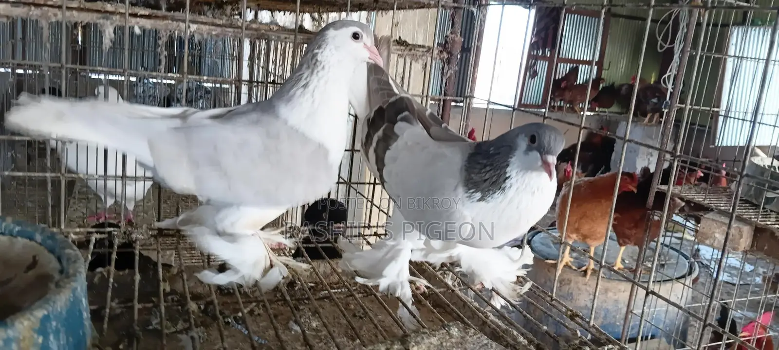 Siraji Pigeon