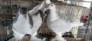 Siraji Pigeon