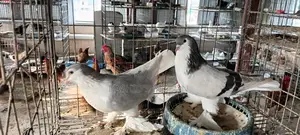 Siraji Pigeon