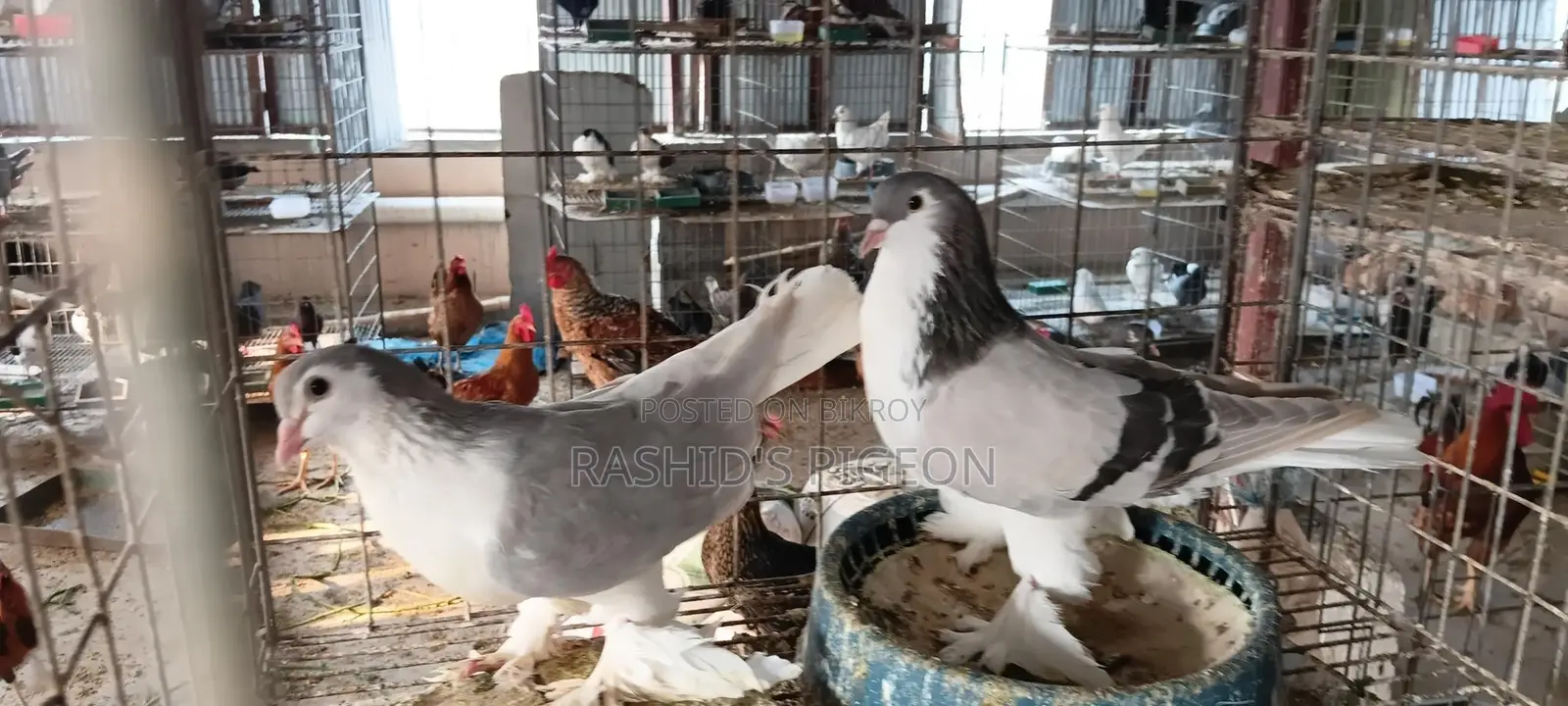 Siraji Pigeon