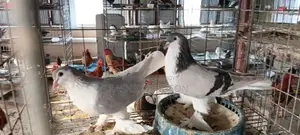 Siraji Pigeon