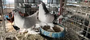 Siraji Pigeon