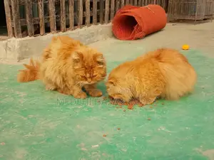 পার্সিয়ান male- female