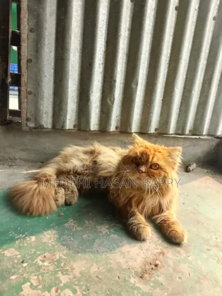 পার্সিয়ান male- female