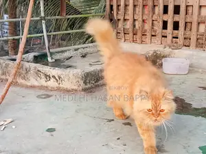 পার্সিয়ান male- female