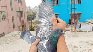 পুরান জাতের সাফচিলা নর কবুতর।