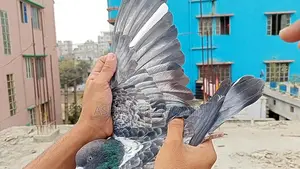 পুরান জাতের সাফচিলা নর কবুতর।