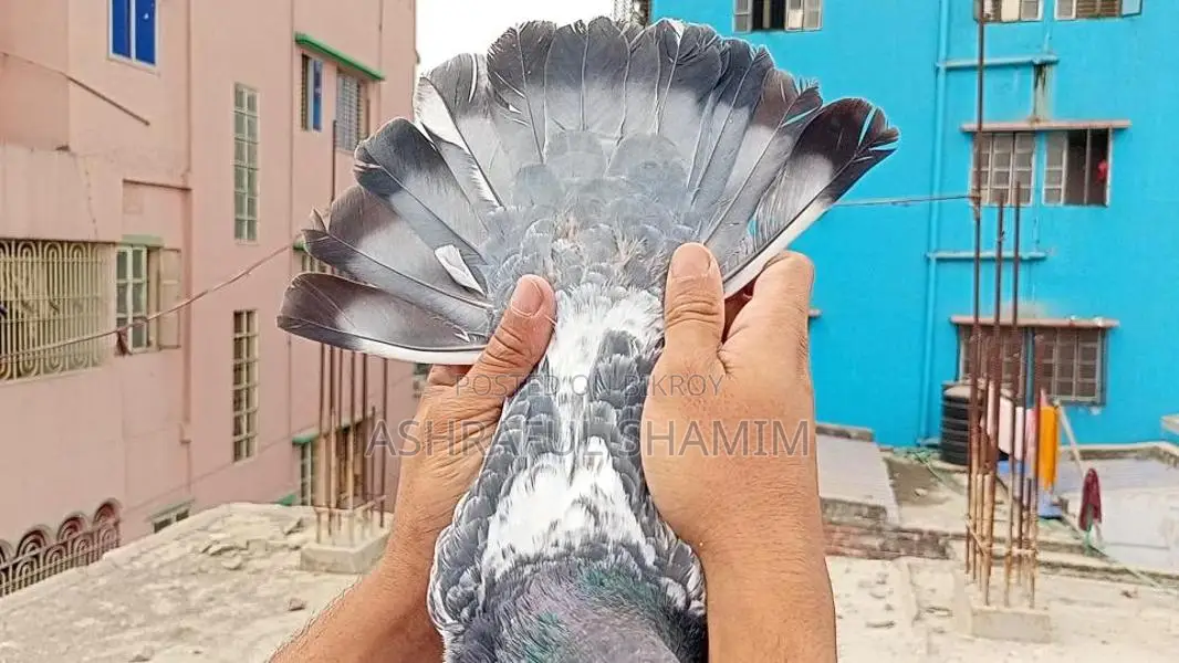 পুরান জাতের সাফচিলা নর কবুতর।