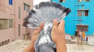 পুরান জাতের সাফচিলা নর কবুতর।