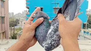 পুরান জাতের সাফচিলা নর কবুতর।