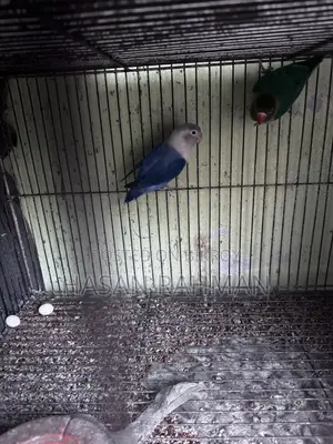 Love Bird Breeding Pair