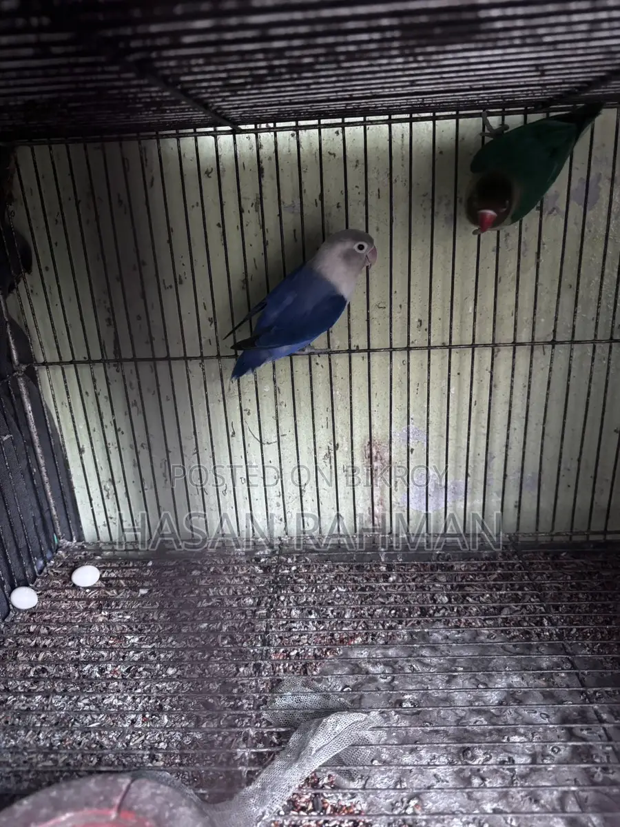 Love Bird Breeding Pair