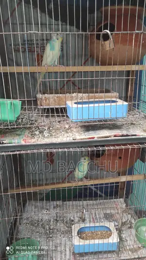 চার জোরা রানিং বাজিগার পাখির বিক্রি হবে