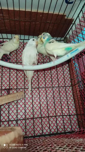 চার জোরা রানিং বাজিগার পাখির বিক্রি হবে