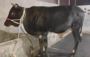 High-Quality Bull