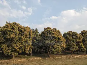 চলতি মৌসুমে উৎপাদিত মিশ্র আমের ফলন আগাম বিক্রয়