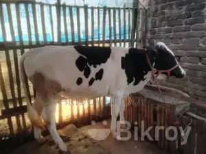 Friesian Bull