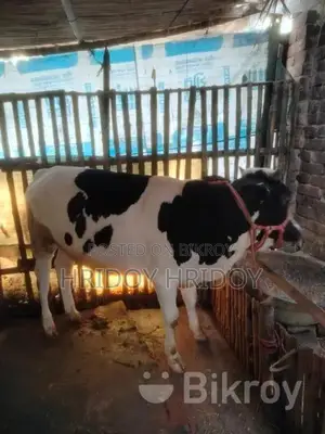 Friesian Bull