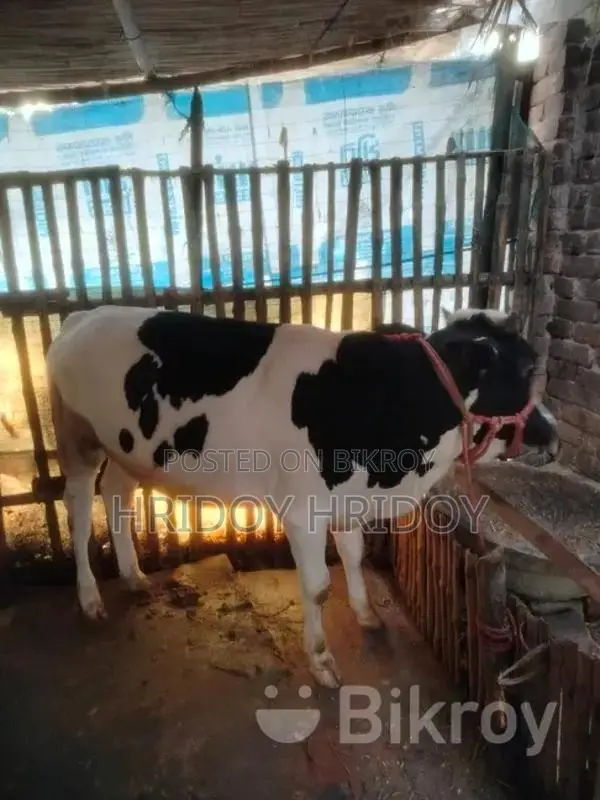 Friesian Bull