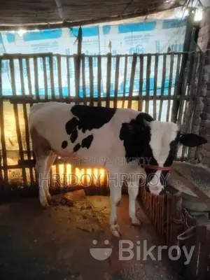 Friesian Bull