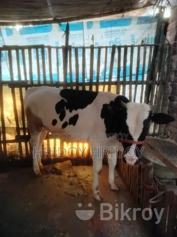 Friesian Bull