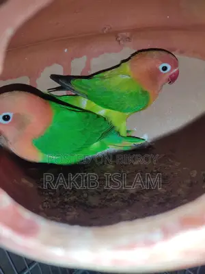 Lovebird Cockatiel