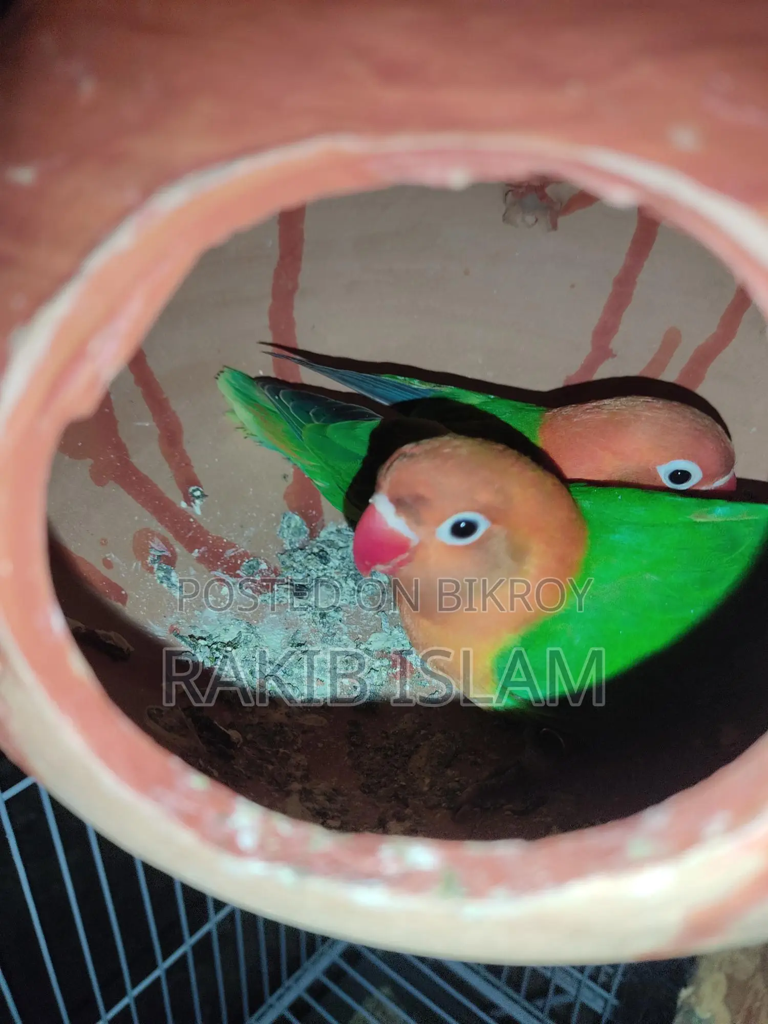Lovebird Cockatiel