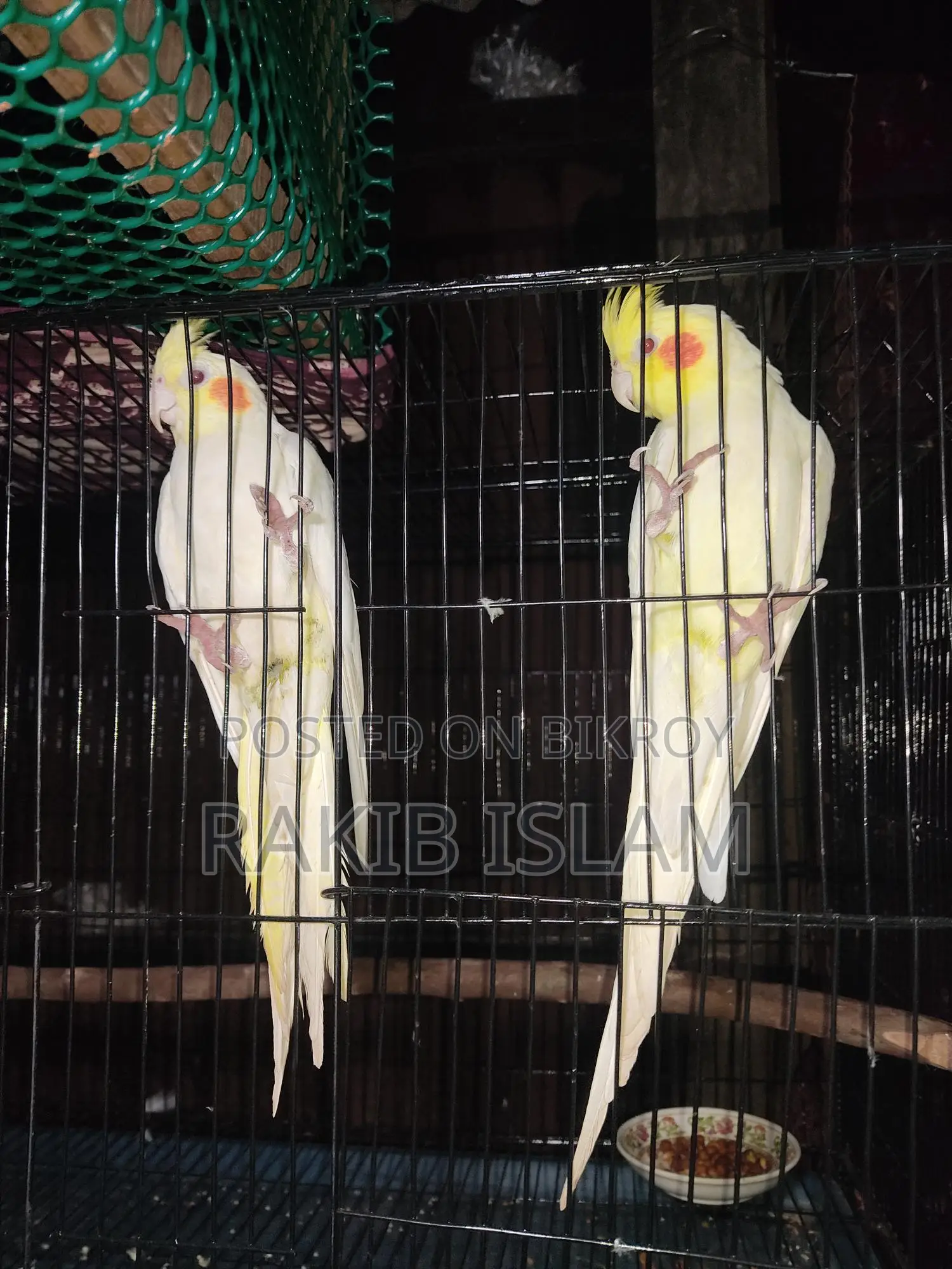 Lovebird Cockatiel
