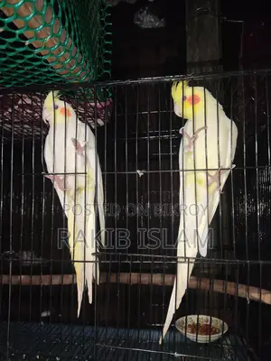 Lovebird Cockatiel