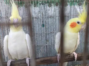 Lovebird Cockatiel