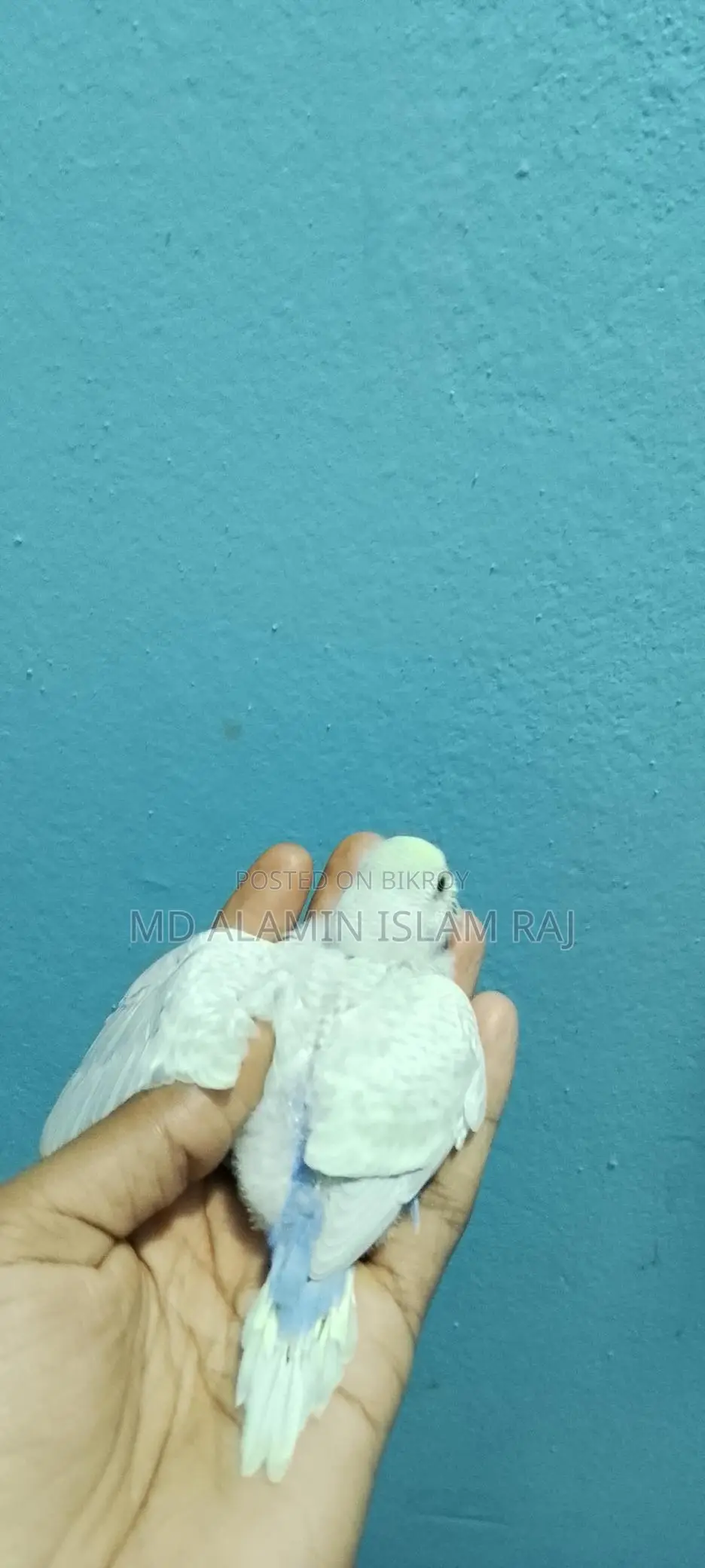 বাজরিগার