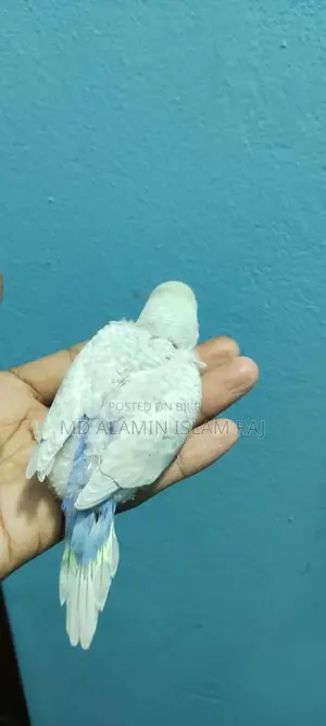 বাজরিগার