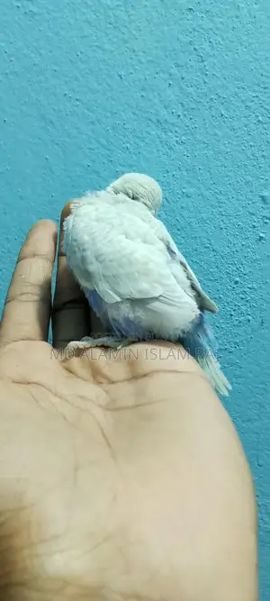 বাজরিগার
