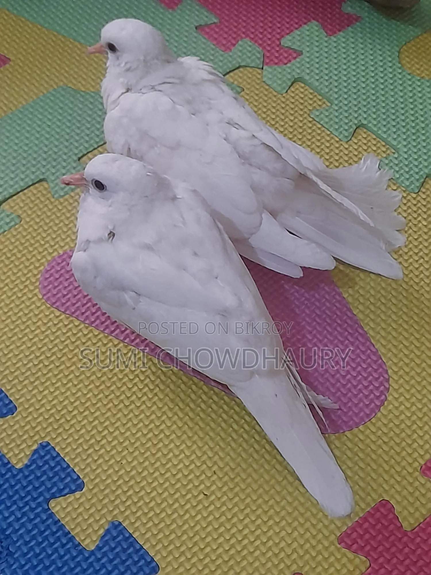 2 Month Old Australian Dove
